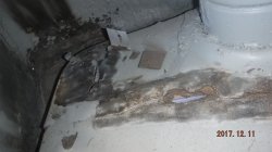 171211 50 Chevy Deluxe (1).JPG